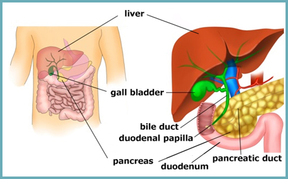 Hepatobiliary