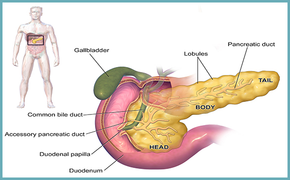 Hepatobiliary